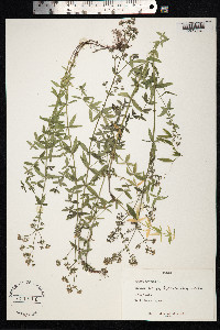 Galium boreale image