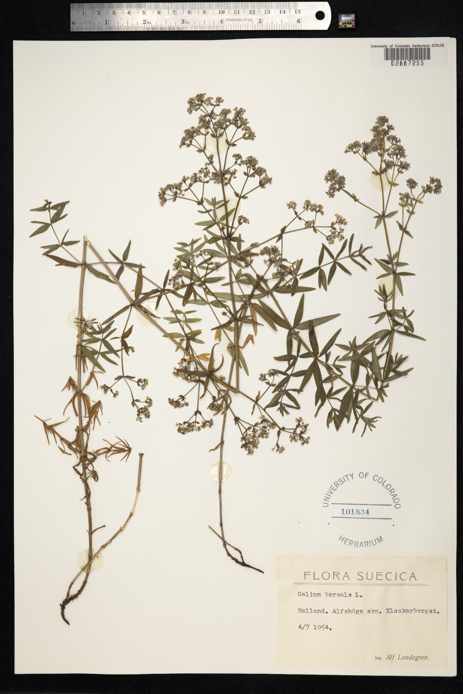 Galium boreale image
