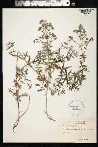 Galium boreale image