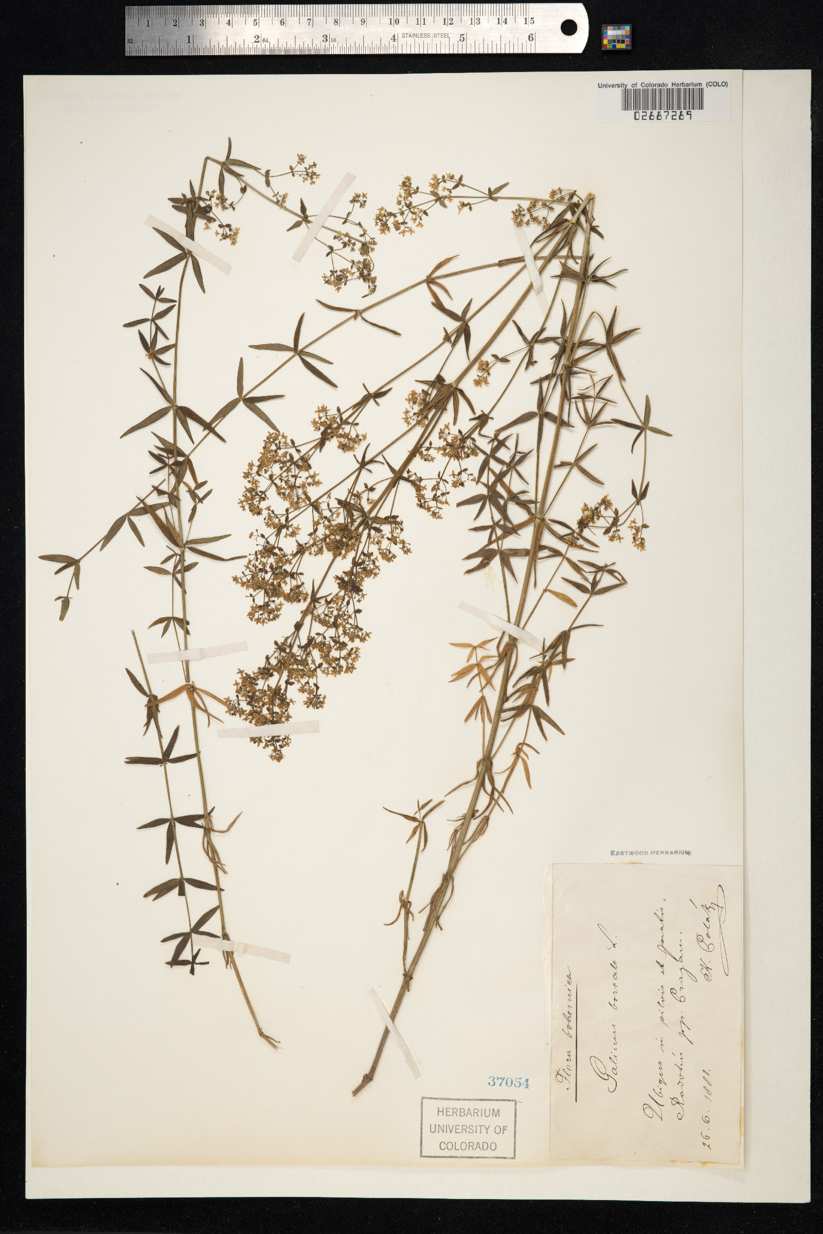 Galium boreale image