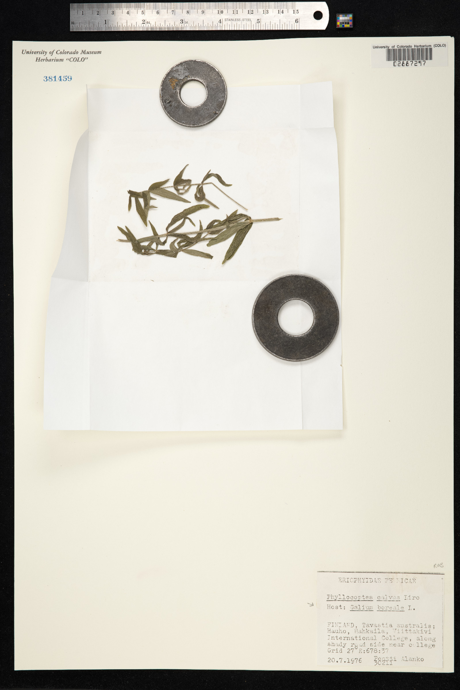 Galium boreale image