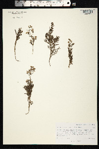 Galium boreale image