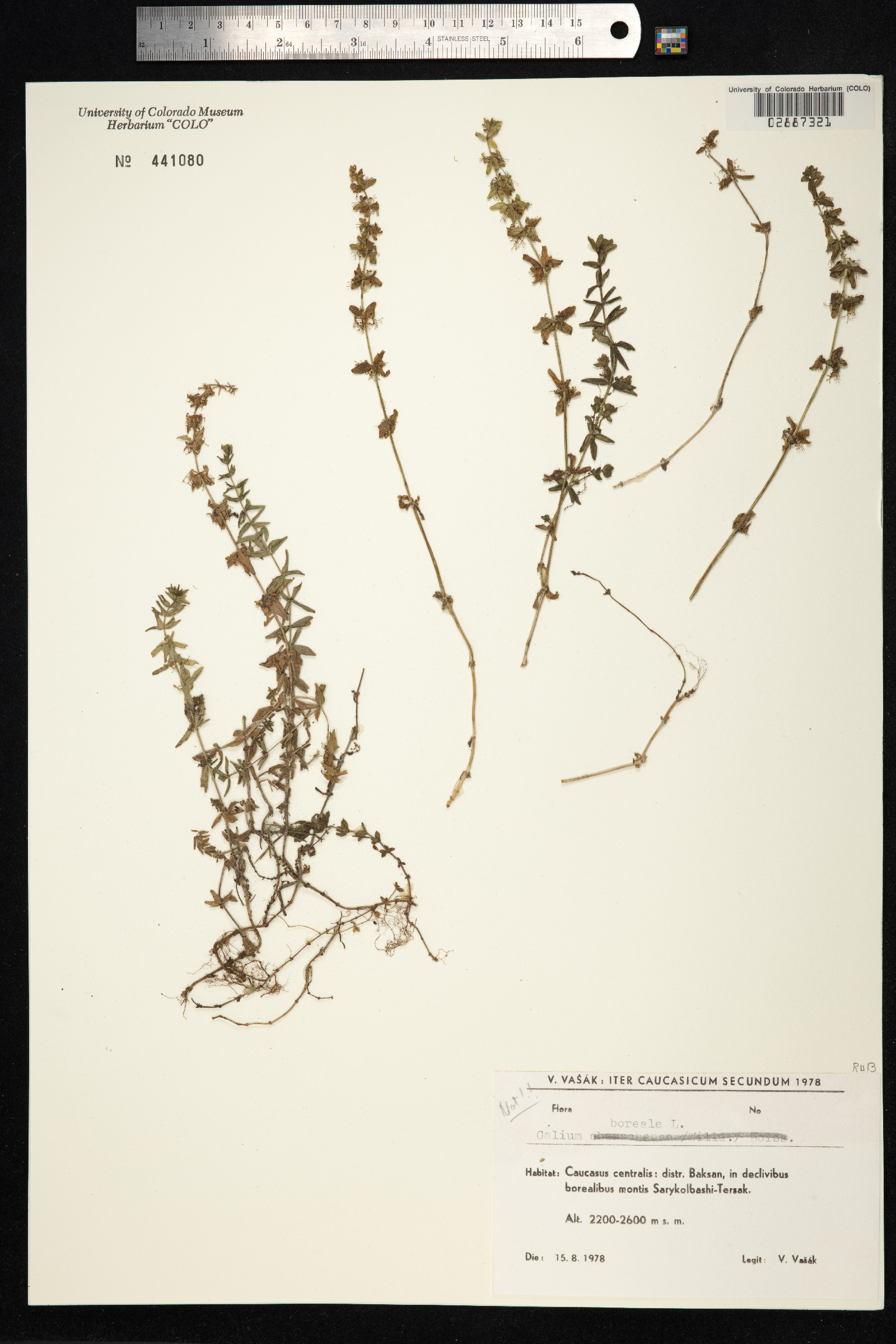 Galium boreale image