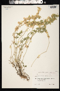 Image of Galium humifusum