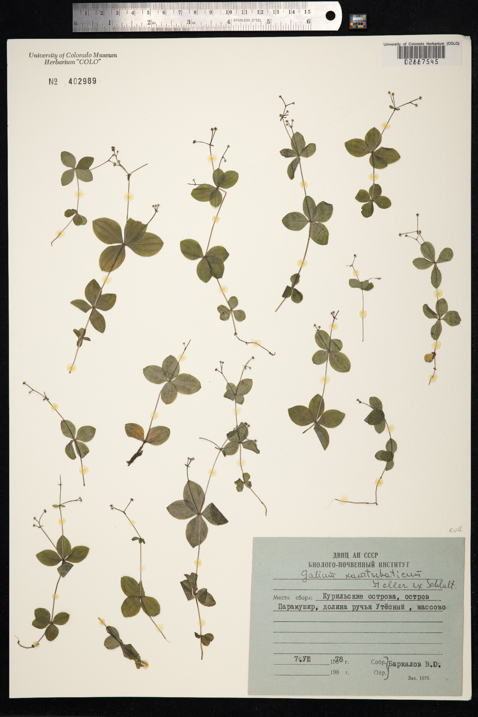 Galium kamtschaticum image