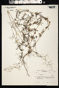 Galium mollugo image