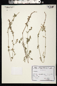 Galium mollugo image