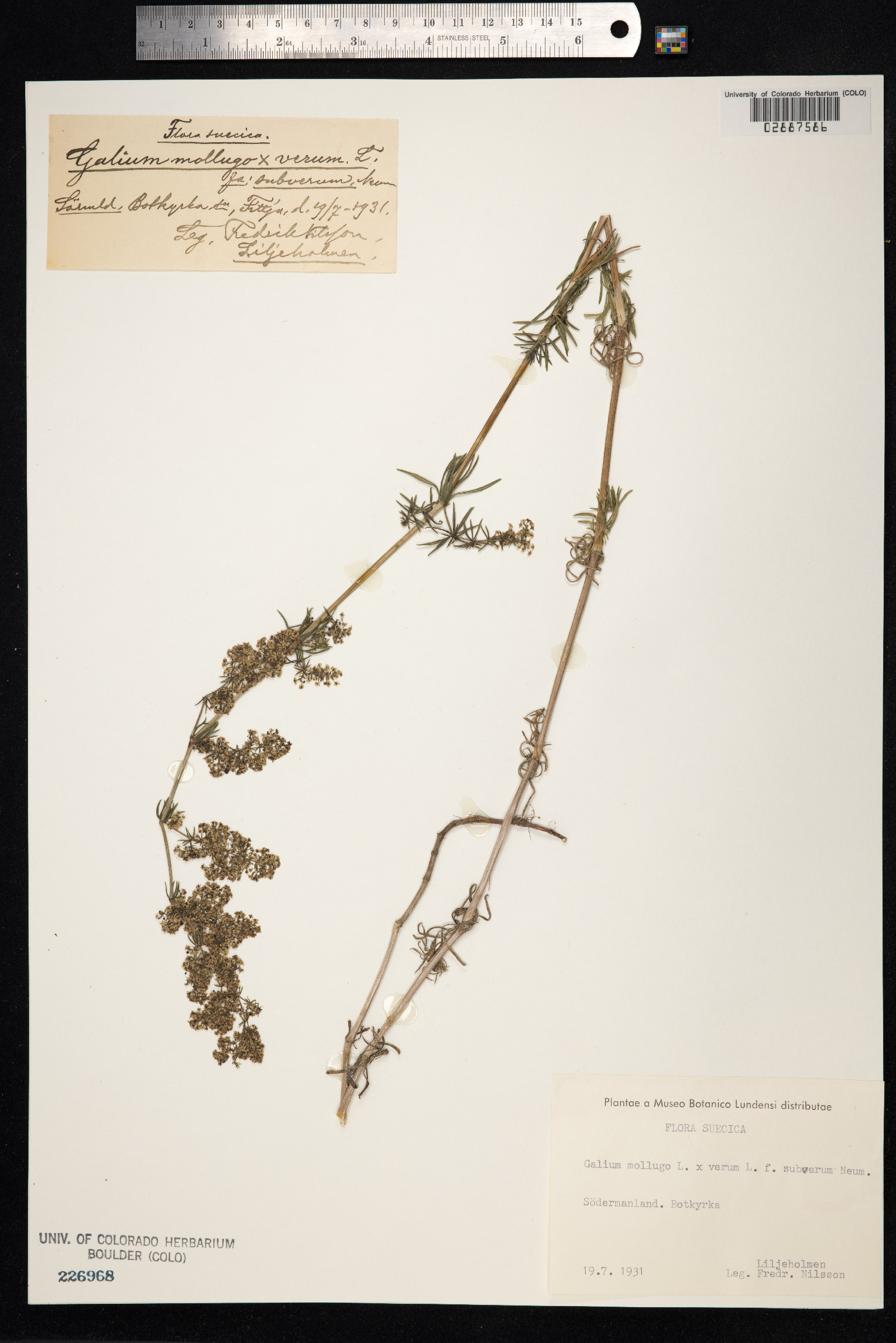 Galium mollugo image