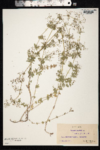 Galium mollugo image