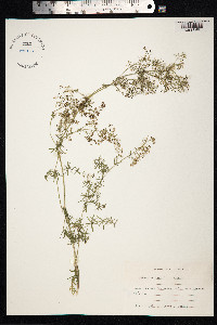Galium mollugo image