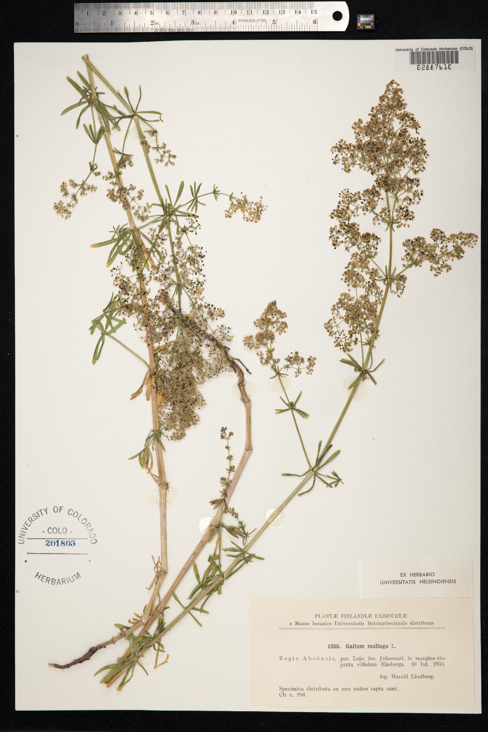 Galium mollugo image