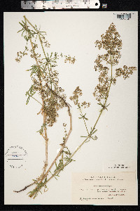 Galium mollugo image