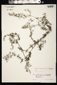 Galium mollugo image