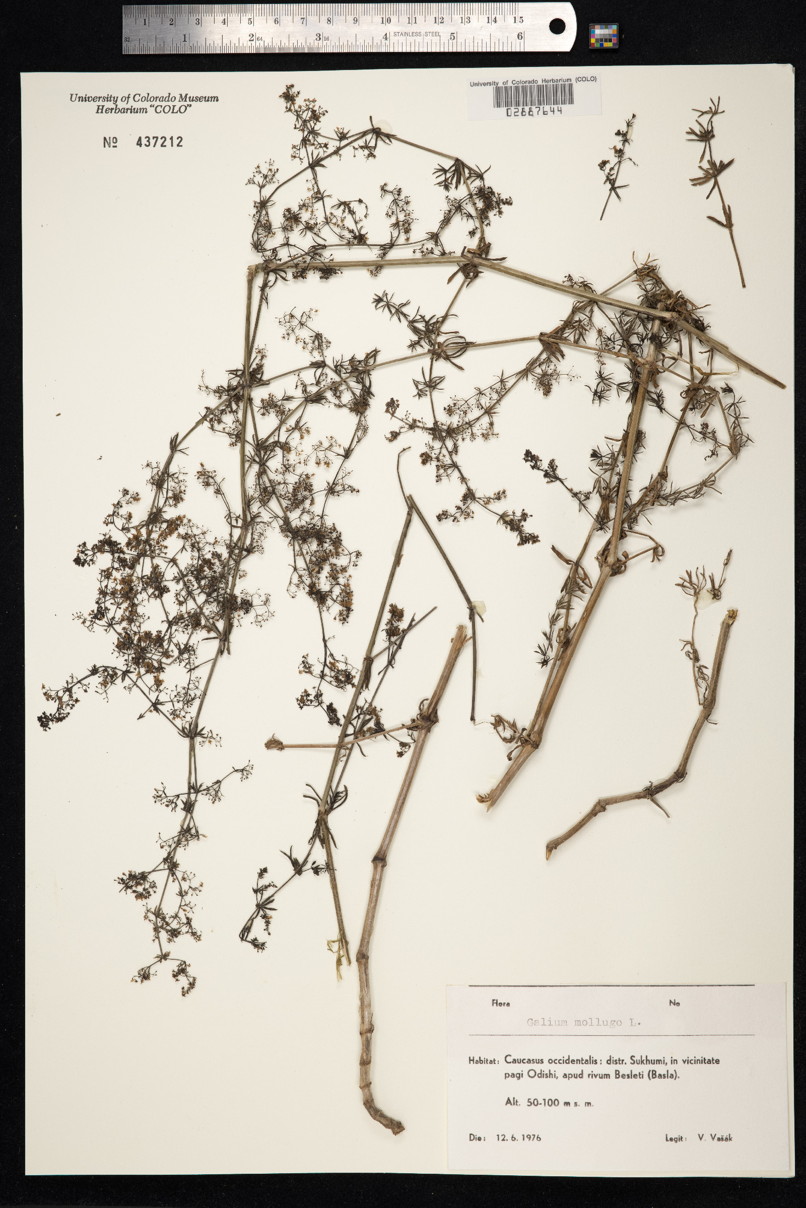 Galium mollugo image