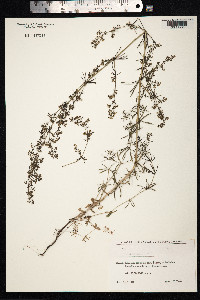 Galium mollugo image