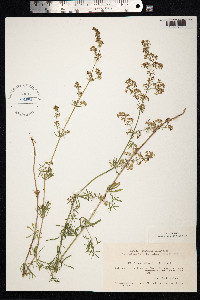 Galium mollugo image