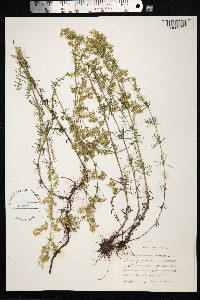 Galium mollugo image