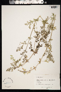 Galium mollugo image