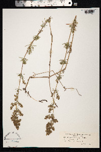 Galium mollugo image