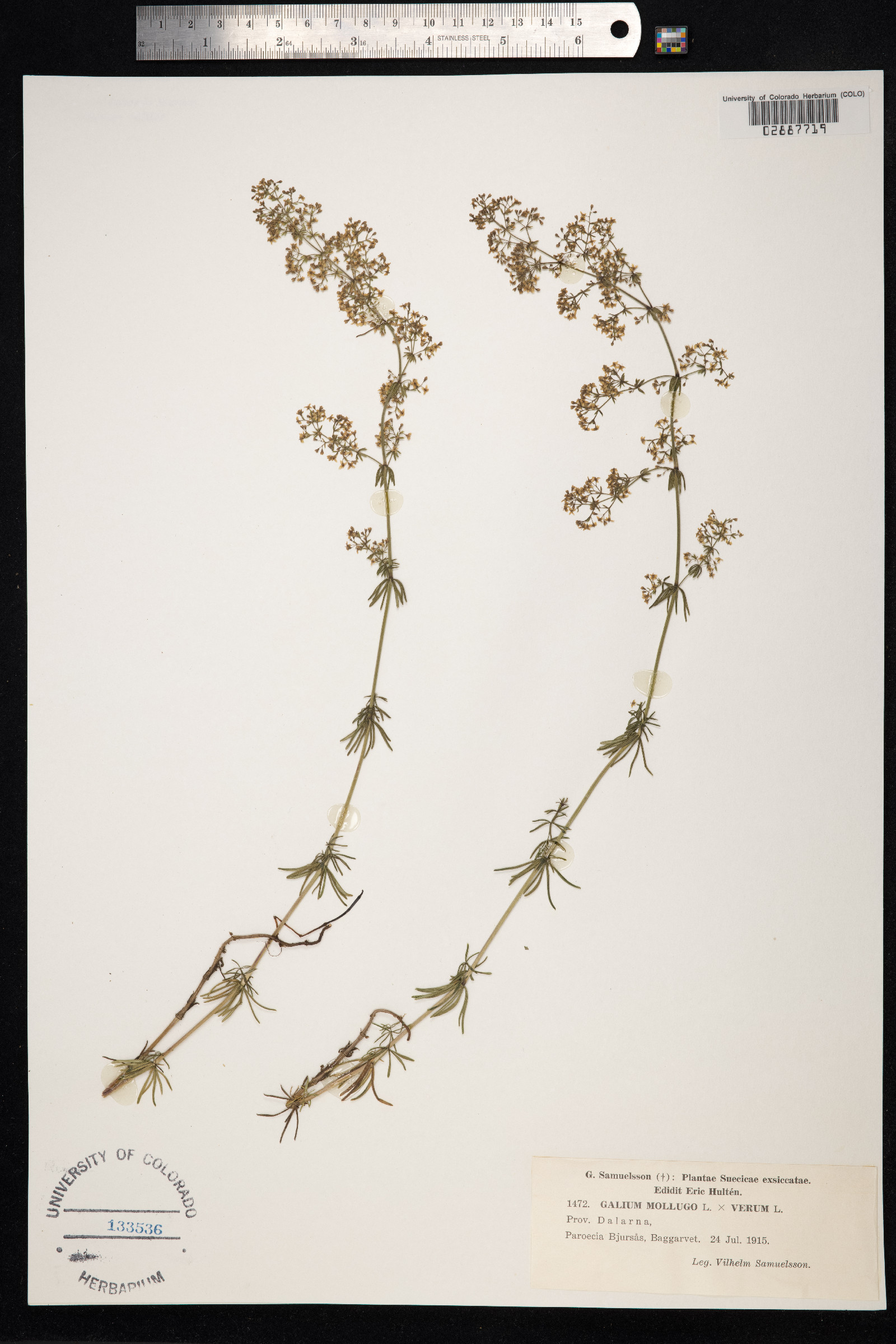 Galium mollugo image