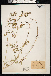 Galium mollugo image
