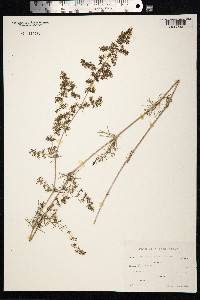 Galium mollugo image