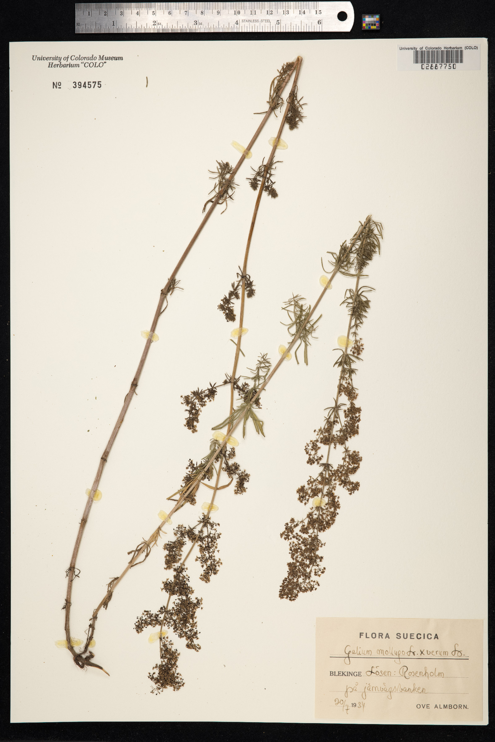 Galium mollugo image