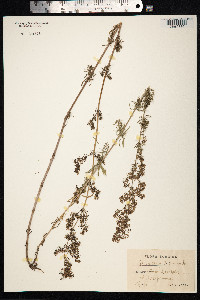Galium mollugo image