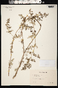 Galium mollugo image