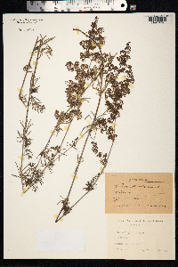 Galium mollugo image