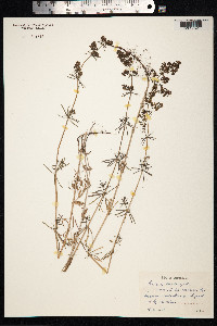 Galium mollugo image