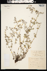 Galium mollugo image