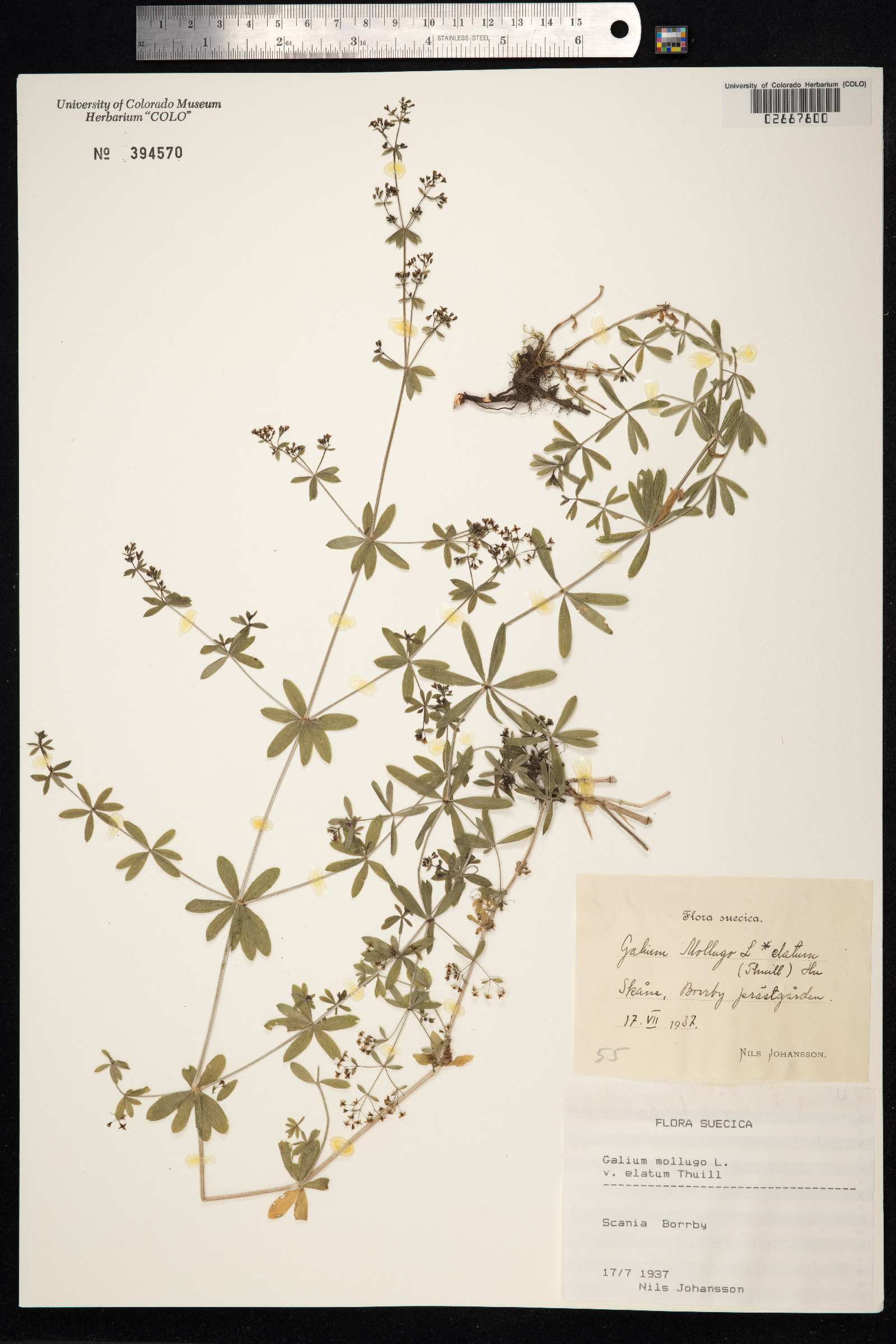 Galium mollugo image