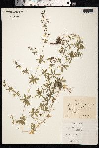 Galium mollugo image