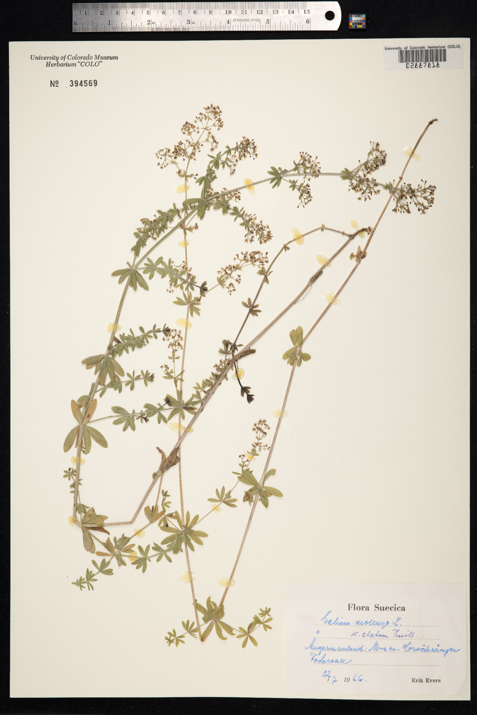 Galium mollugo image