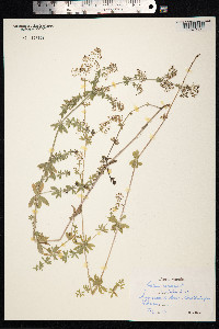 Galium mollugo image