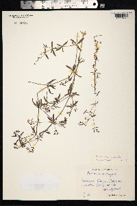 Galium mollugo image