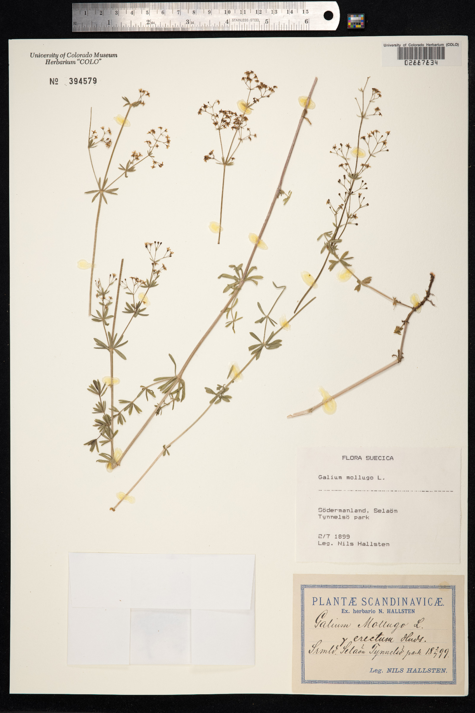 Galium mollugo image
