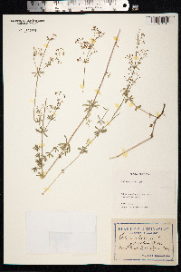 Galium mollugo image