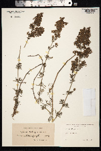 Galium mollugo image