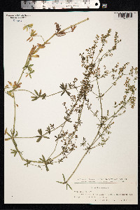 Galium mollugo image