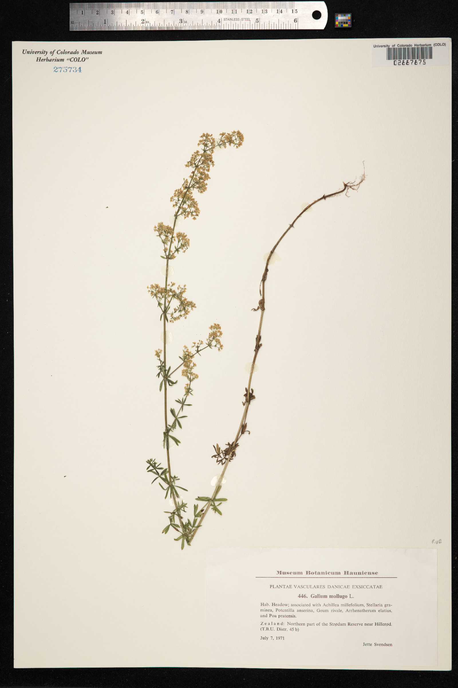 Galium mollugo image