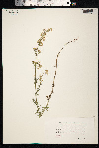 Galium mollugo image