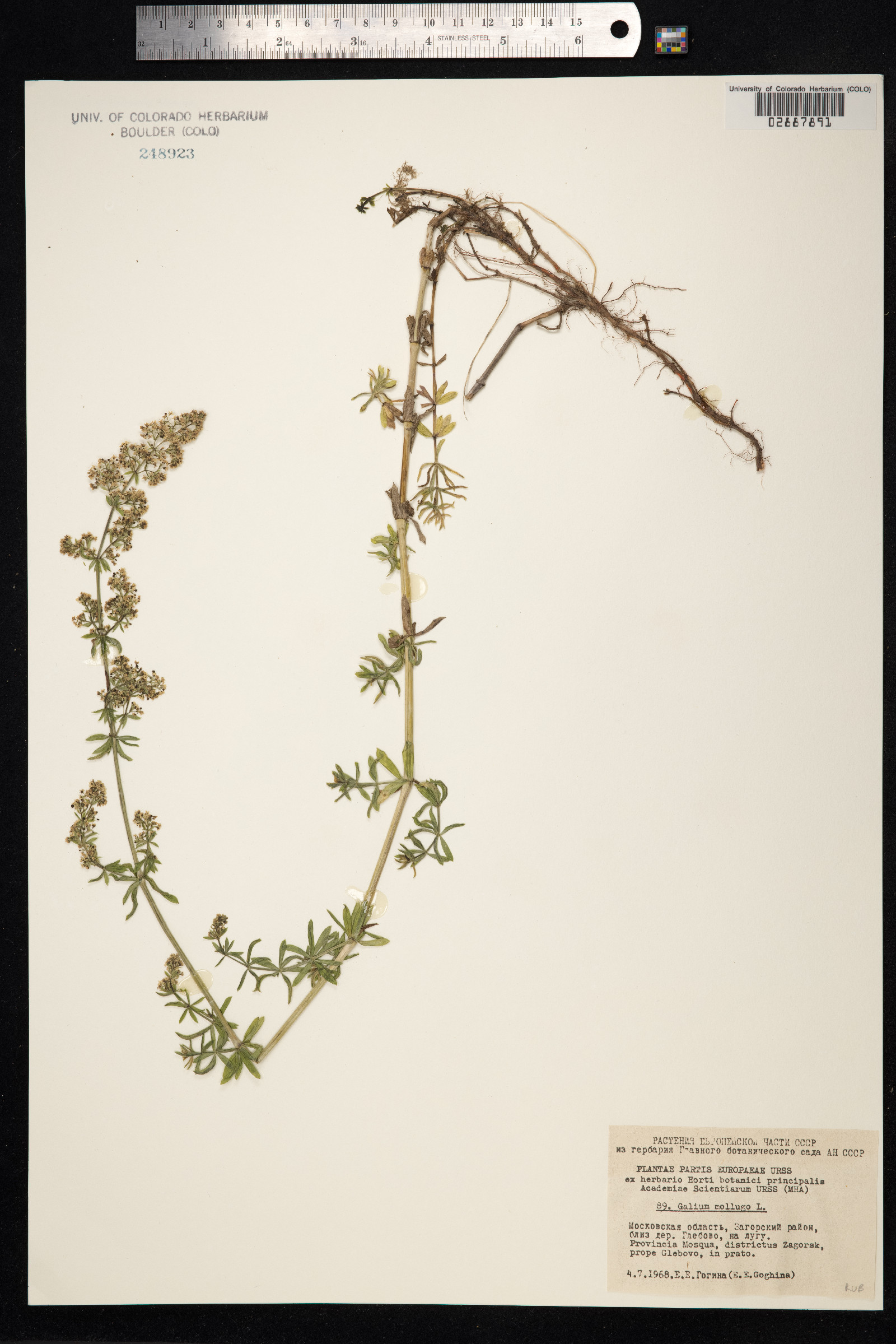 Galium mollugo image