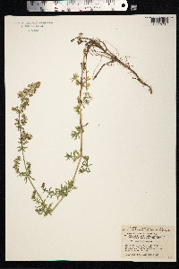 Galium mollugo image