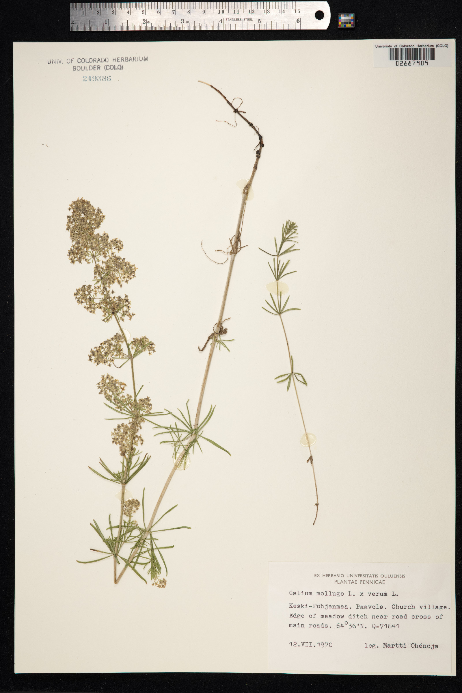 Galium mollugo image