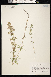 Galium mollugo image