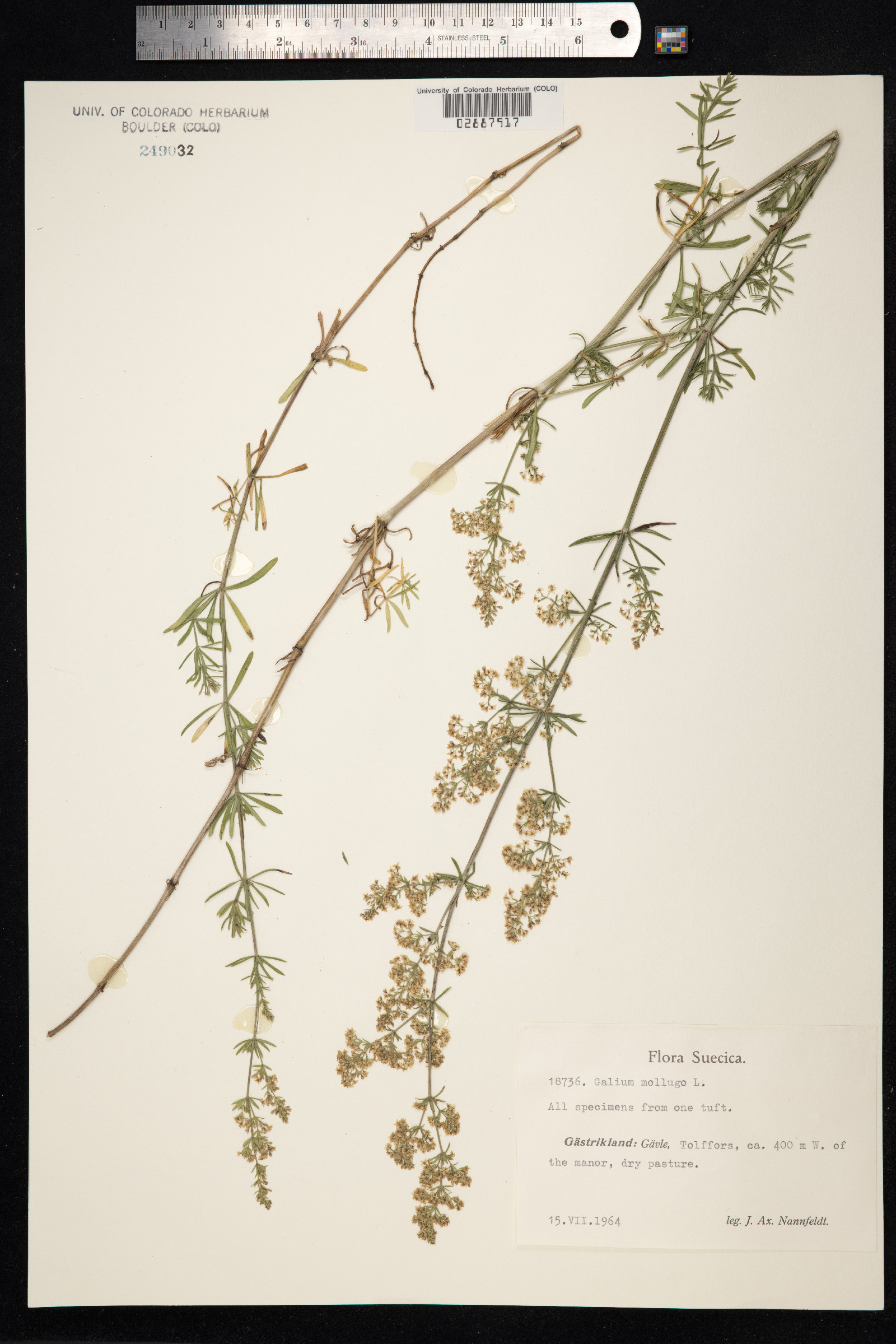 Galium mollugo image