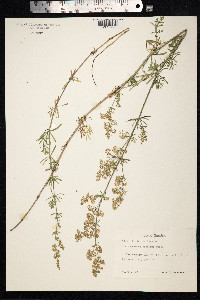 Galium mollugo image