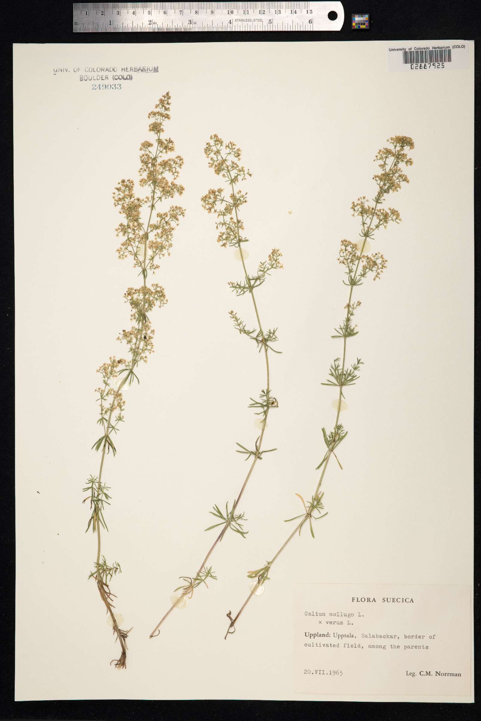 Galium mollugo image